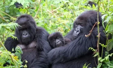 Gorilla Trekking Adventure